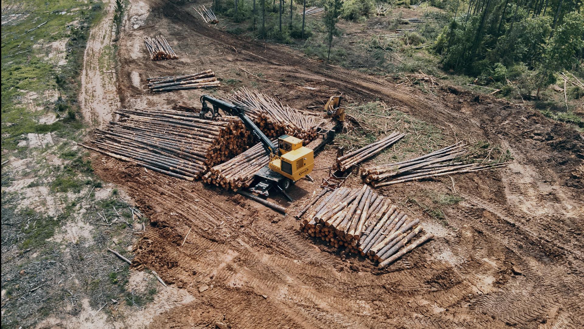 timber consulting, timber management, logging, forestry